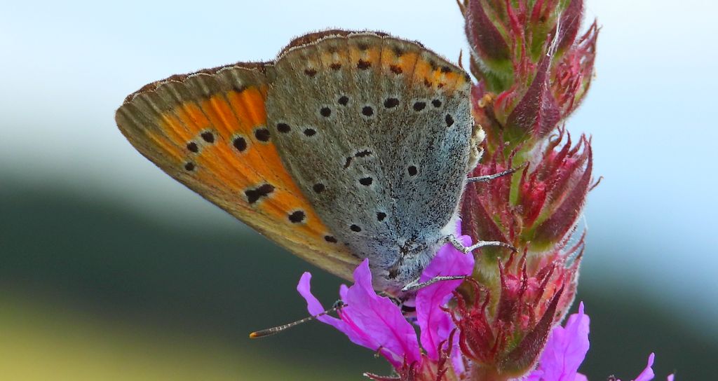 Czerwończyk nieparek, czerwończyk większy (Lycaena dispar)