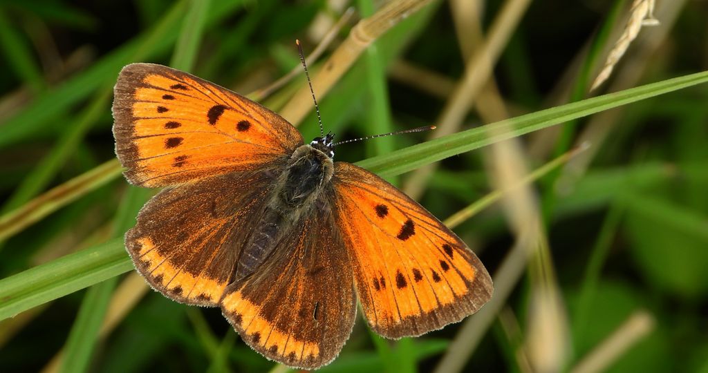 Czerwończyk nieparek, czerwończyk większy (Lycaena dispar)