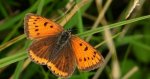 Czerwończyk nieparek, czerwończyk większy (Lycaena dispar)