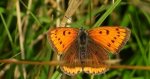 Czerwończyk nieparek, czerwończyk większy (Lycaena dispar)