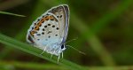 Modraszek argus (Plebejus argus)