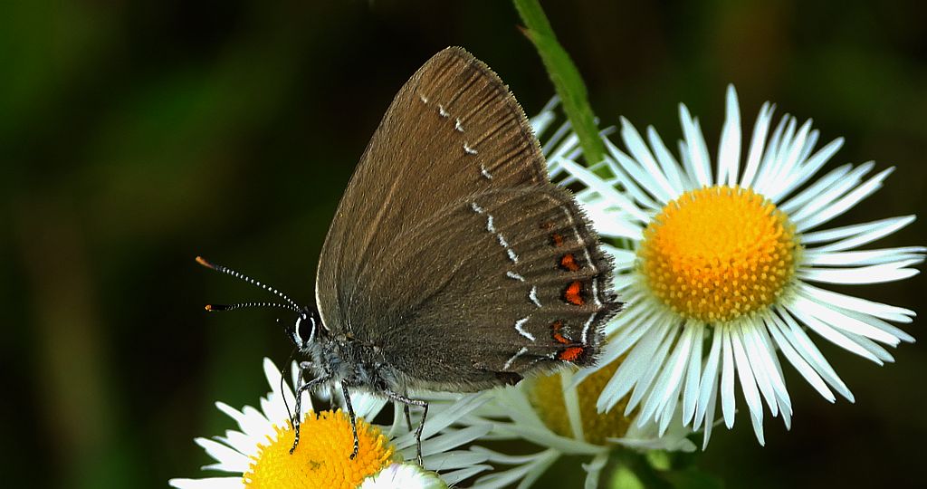 Ogończyk ostrokrzewowiec (Satyrium ilicis)