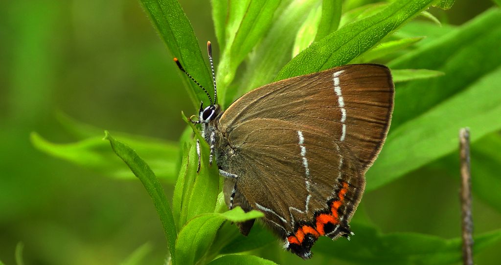 Ogończyk wiązowiec (Satyrium w-album)