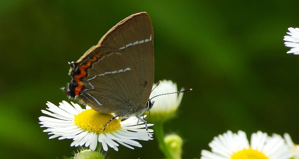 Ogończyk wiązowiec (Satyrium w-album)