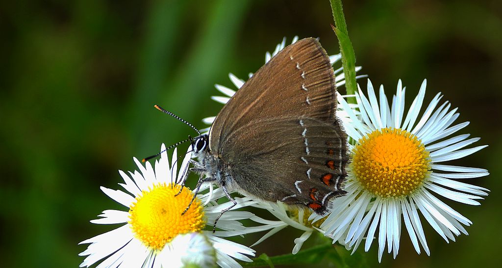 Ogończyk ostrokrzewowiec (Satyrium ilicis)