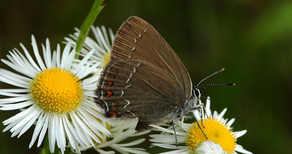 Ogończyk ostrokrzewowiec (Satyrium ilicis)
