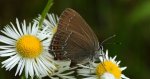 Ogończyk ostrokrzewowiec (Satyrium ilicis)