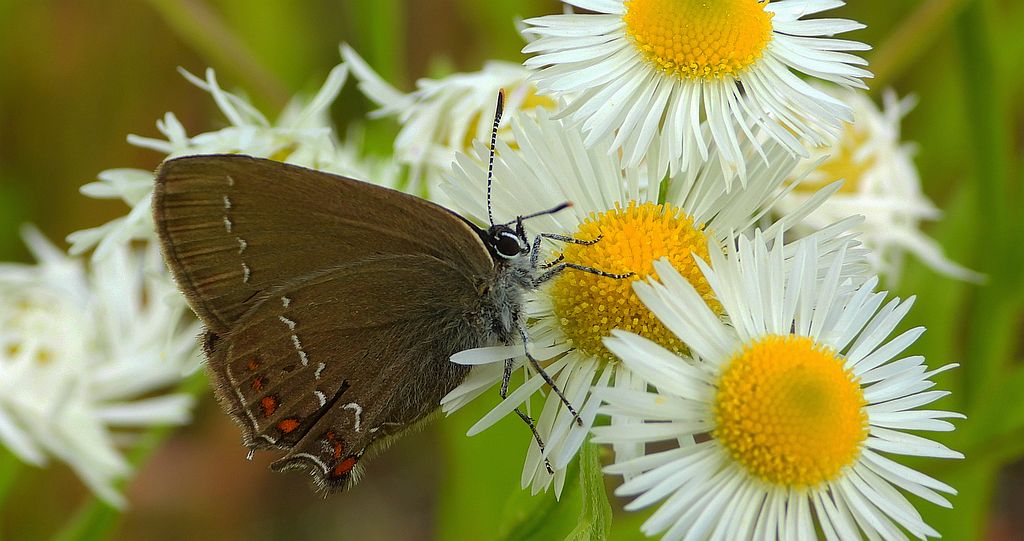 Ogończyk ostrokrzewowiec (Satyrium ilicis)
