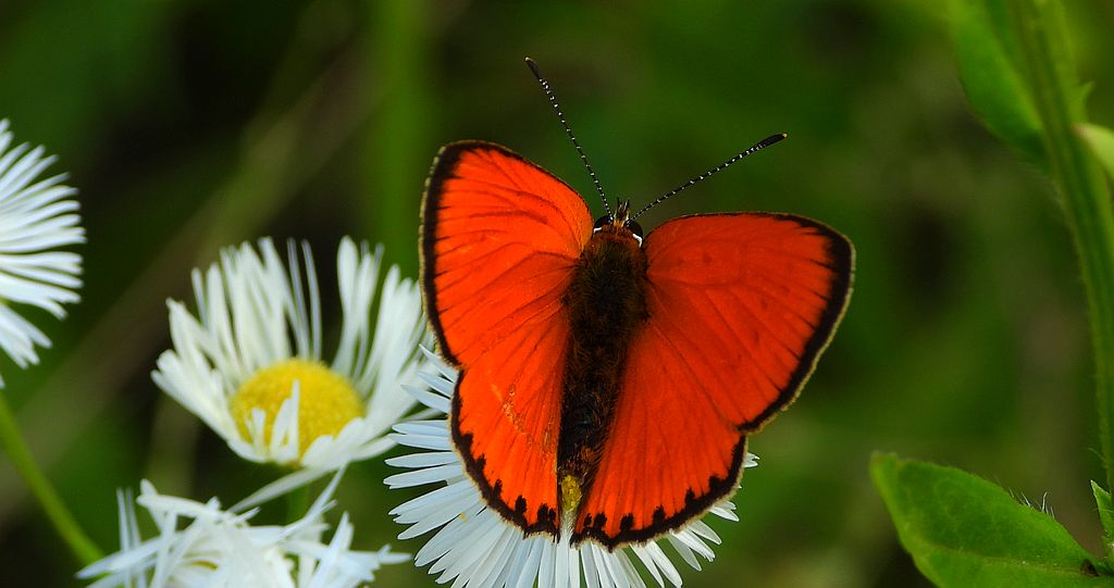 Czerwończyk dukacik (Lycaena virgaureae)