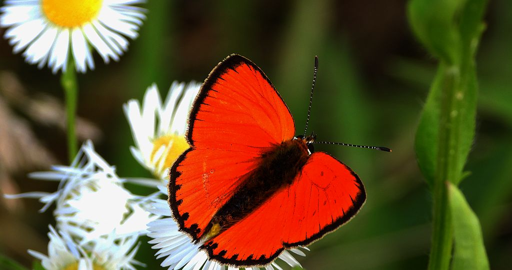 Czerwończyk dukacik (Lycaena virgaureae)