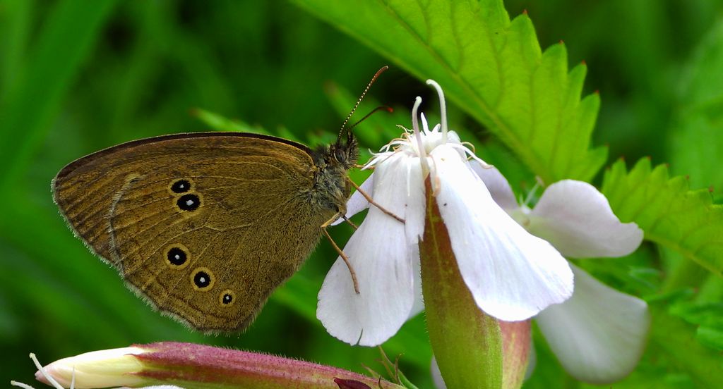 Przestrojnik trawnik (Aphantopus hyperantus)