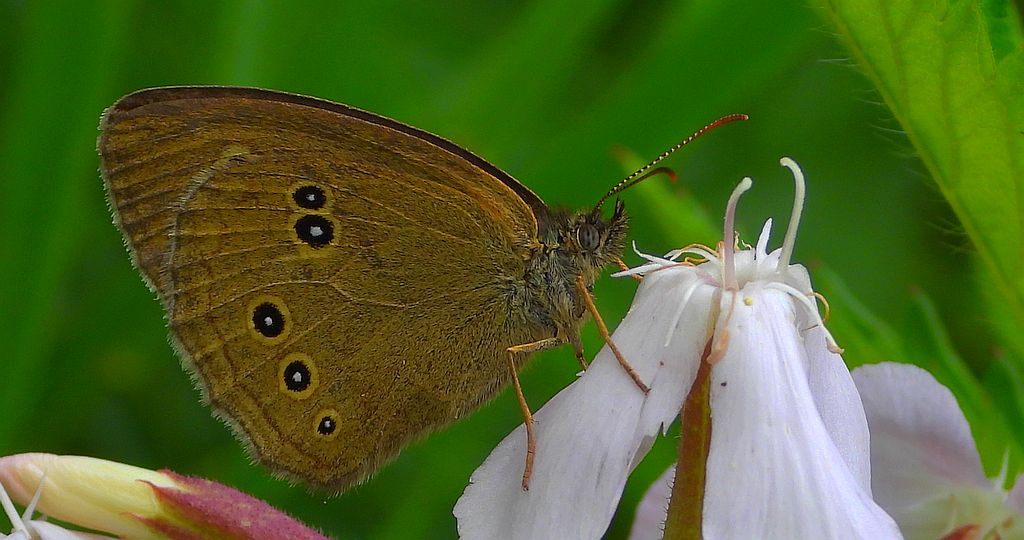 Przestrojnik trawnik (Aphantopus hyperantus)