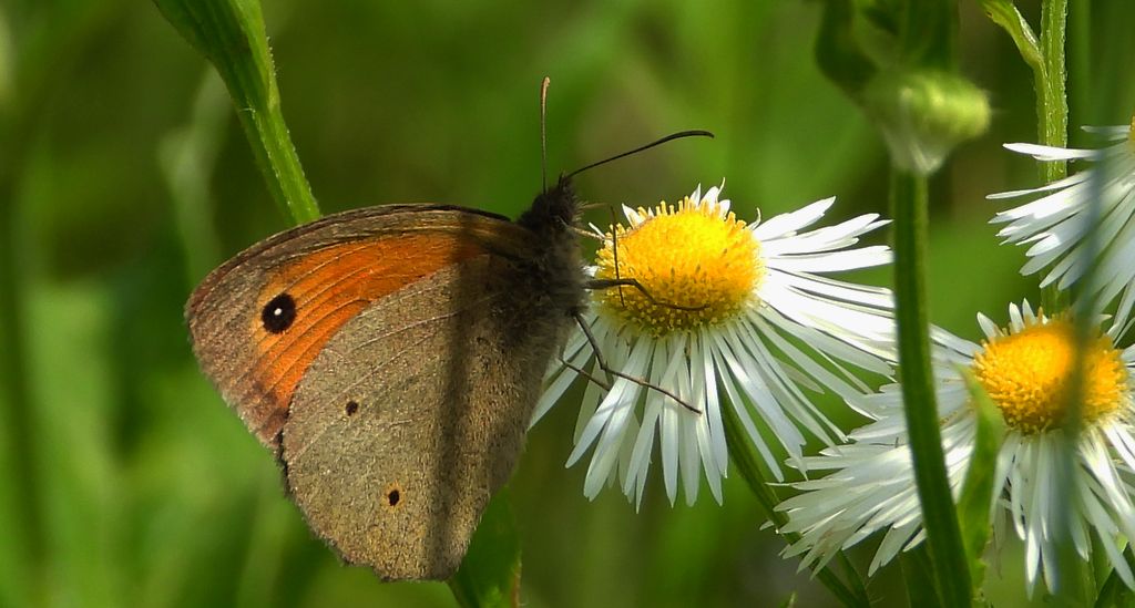 Przestrojnik jurtina, przestrojnik wielki (Maniola jurtina)