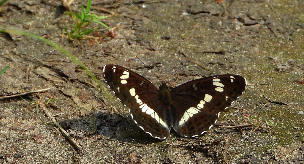 Pokłonnik kamilla, pokłonnik wróż (Limenitis camilla)