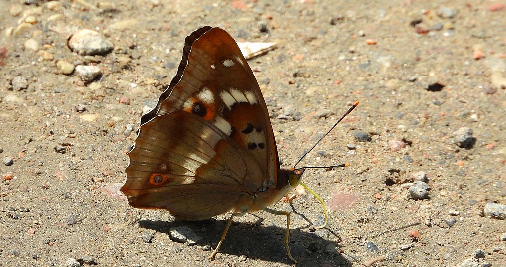 Mieniak strużnik (Apatura ilia)