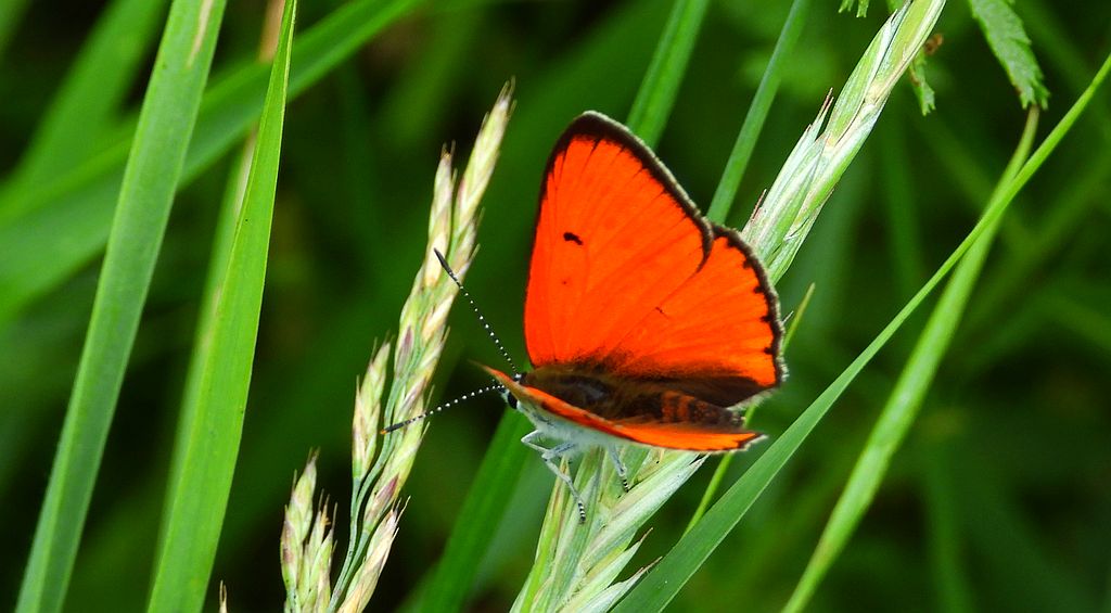 Czerwończyk nieparek, czerwończyk większy (Lycaena dispar)