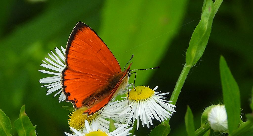 Czerwończyk dukacik (Lycaena virgaureae)