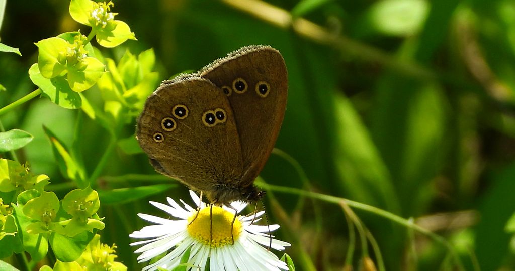Przestrojnik trawnik (Aphantopus hyperantus)