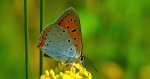 Czerwończyk nieparek, czerwończyk większy (Lycaena dispar)