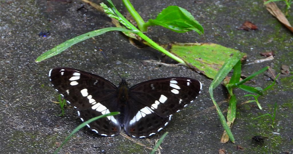 Pokłonnik kamilla, pokłonnik wróż (Limenitis camilla)