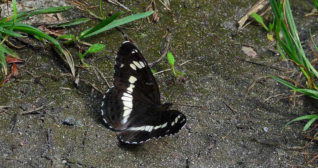 Pokłonnik kamilla, pokłonnik wróż (Limenitis camilla)