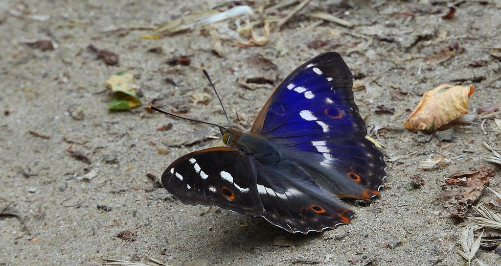 Mieniak strużnik (Apatura ilia)