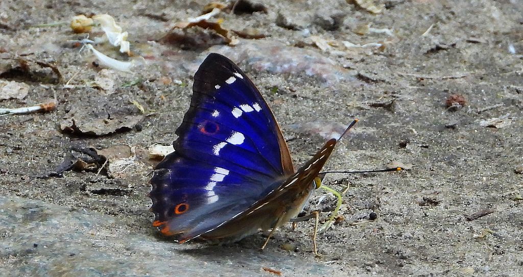 Mieniak strużnik (Apatura ilia)