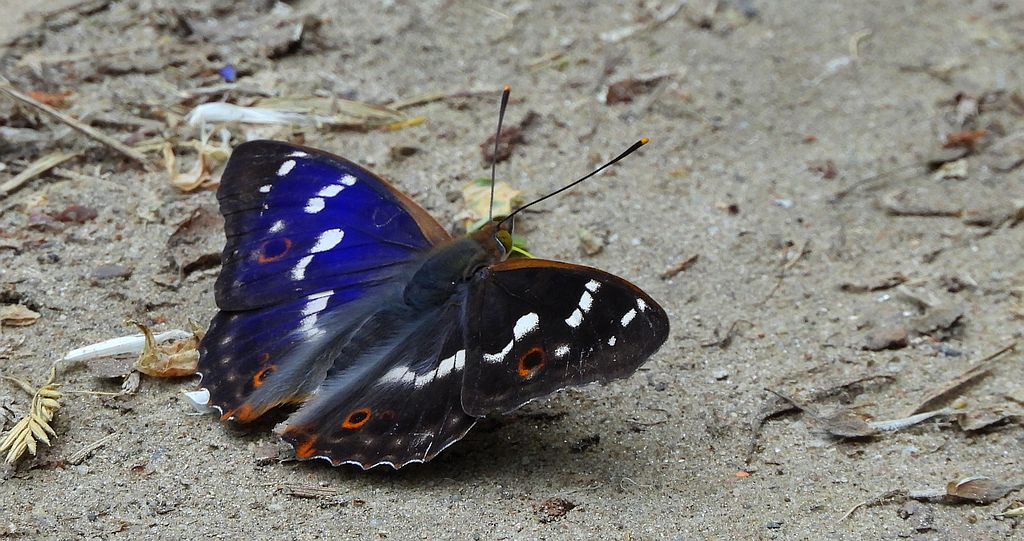 Mieniak strużnik (Apatura ilia)