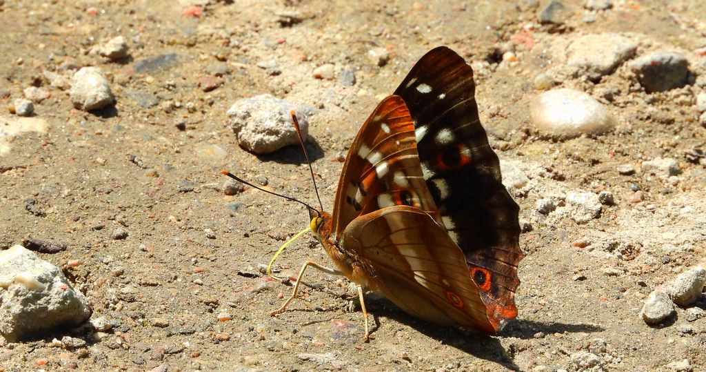 Mieniak strużnik (Apatura ilia)