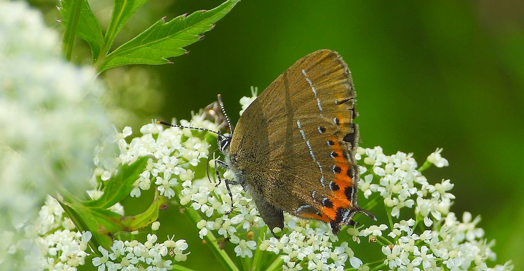 Ogończyk śliwowiec (Satyrium pruni)