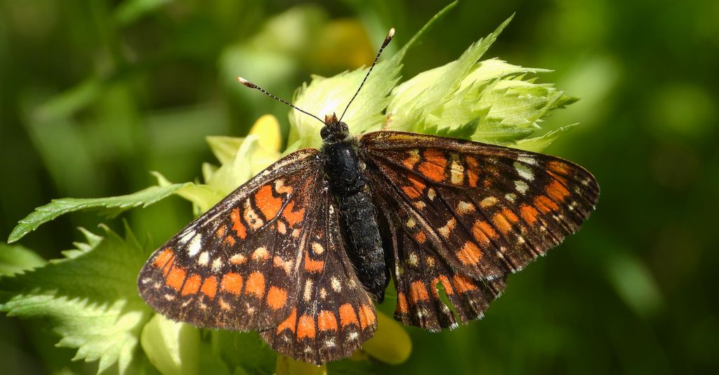 Przeplatka maturna, przeplatka jesionówka (Euphydryas maturna)