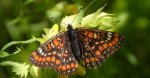 Przeplatka maturna, przeplatka jesionówka (Euphydryas maturna)