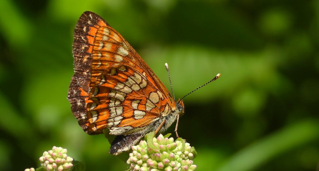 Przeplatka maturna, przeplatka jesionówka (Euphydryas maturna)