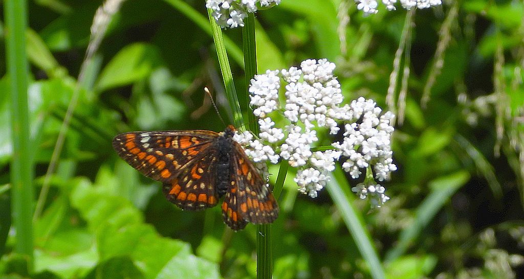 Przeplatka maturna, przeplatka jesionówka (Euphydryas maturna)