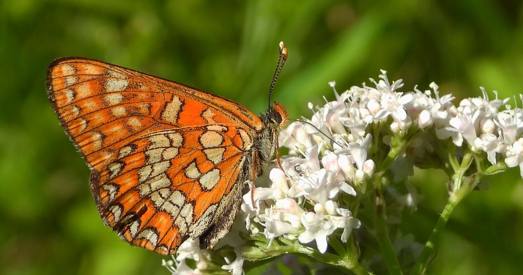 Przeplatka maturna, przeplatka jesionówka (Euphydryas maturna)