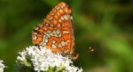 Przeplatka maturna, przeplatka jesionówka (Euphydryas maturna)