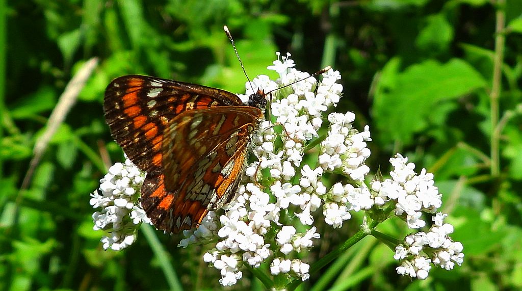 Przeplatka maturna, przeplatka jesionówka (Euphydryas maturna)