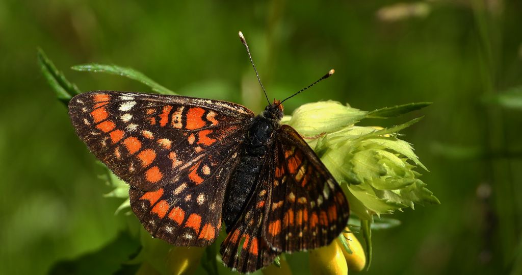 Przeplatka maturna, przeplatka jesionówka (Euphydryas maturna)