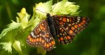 Przeplatka maturna, przeplatka jesionówka (Euphydryas maturna)