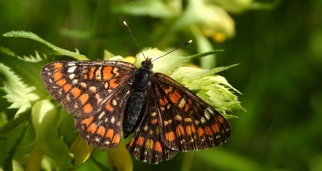 Przeplatka maturna, przeplatka jesionówka (Euphydryas maturna)