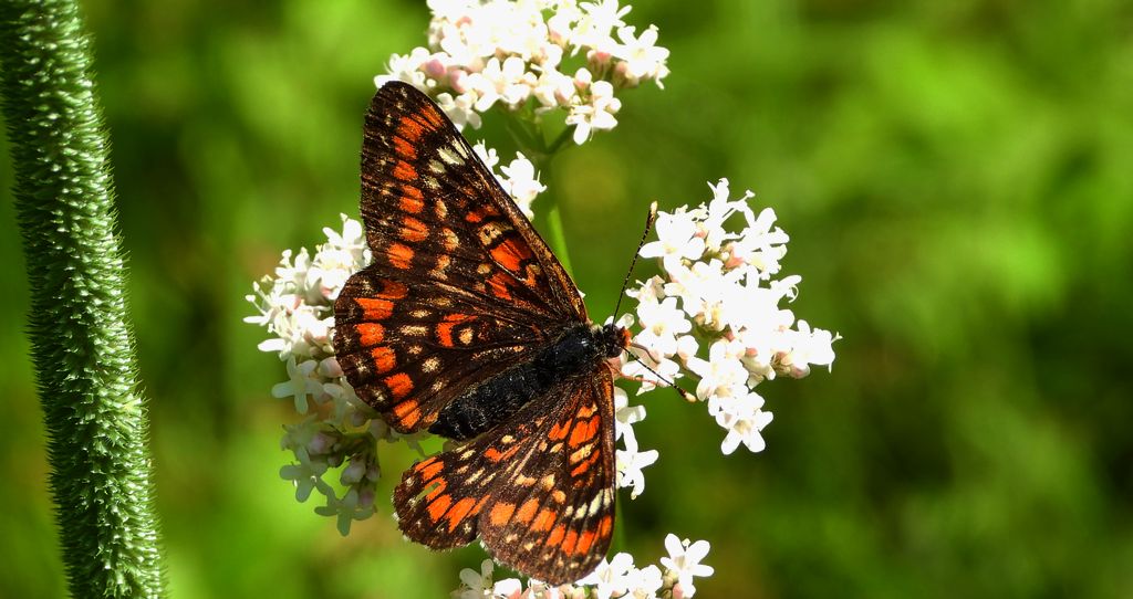 Przeplatka maturna, przeplatka jesionówka (Euphydryas maturna)