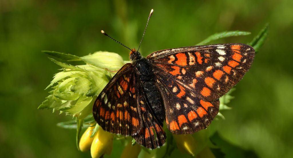 Przeplatka maturna, przeplatka jesionówka (Euphydryas maturna)