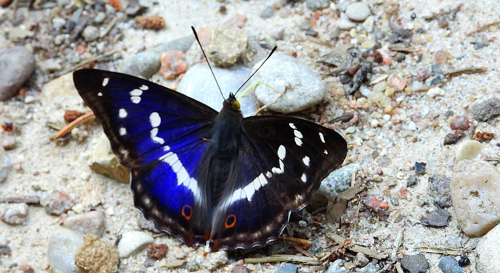 Mieniak tęczowiec (Apatura iris)