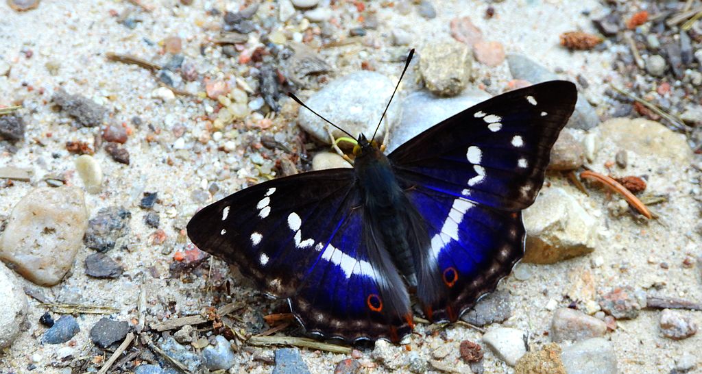 Mieniak tęczowiec (Apatura iris)