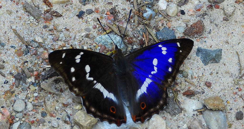 Mieniak tęczowiec (Apatura iris)