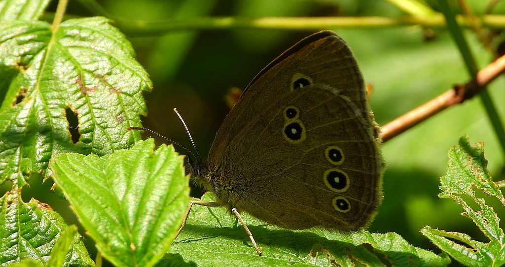 Przestrojnik trawnik (Aphantopus hyperantus)
