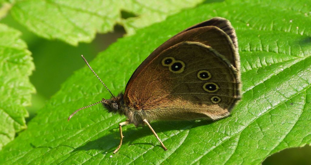 Przestrojnik trawnik (Aphantopus hyperantus)