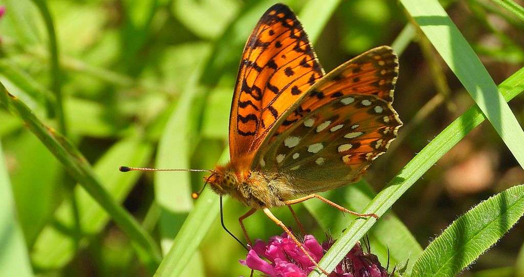 Dostojka aglaja, perłowiec aglaja, (Argynnis aglaja)