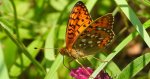 Dostojka aglaja, perłowiec aglaja, (Argynnis aglaja)