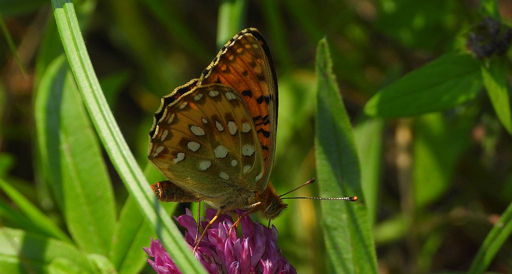 Dostojka aglaja, perłowiec aglaja, (Argynnis aglaja)